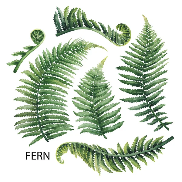 Aquarel fern bladeren — Stockfoto