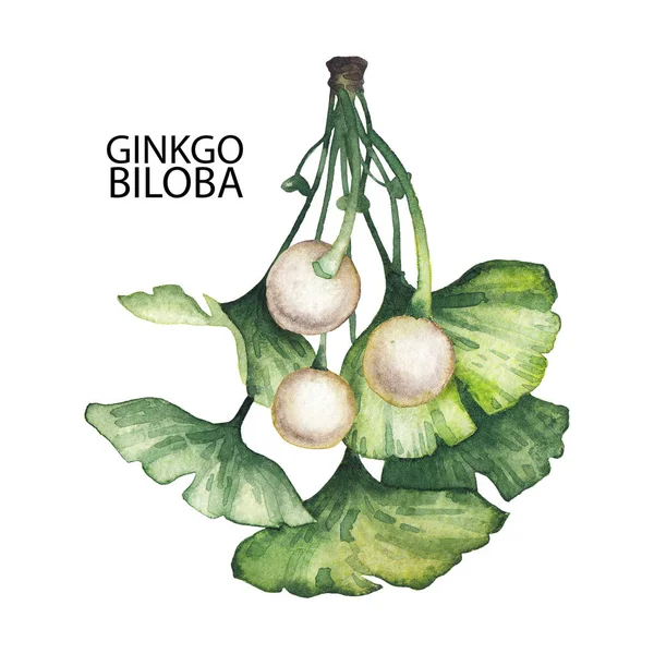 Watercolor ginkgo biloba branches — Stock Photo, Image