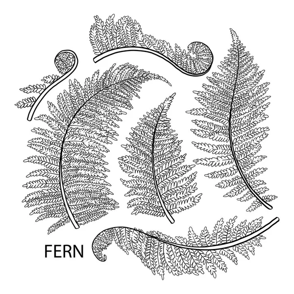 图形蕨类叶子 — 图库矢量图片