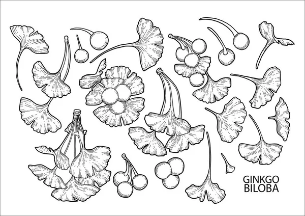 Γραφικό ginkgo biloba κλαδιά — Διανυσματικό Αρχείο