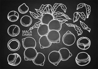 Grafik macadamia fındık