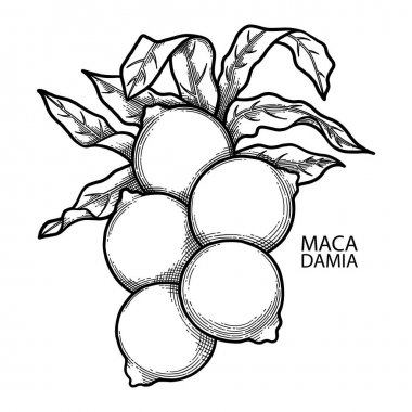 Grafik macadamia fındık