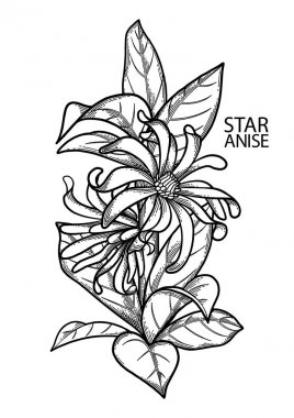 Grafik yıldız anason