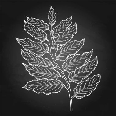 Grafik ylang ylang yaprakları