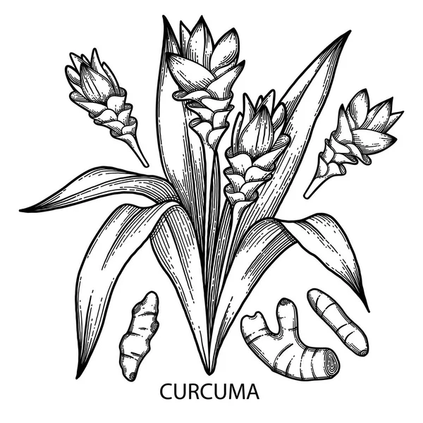 Set di curcuma grafici — Vettoriale Stock