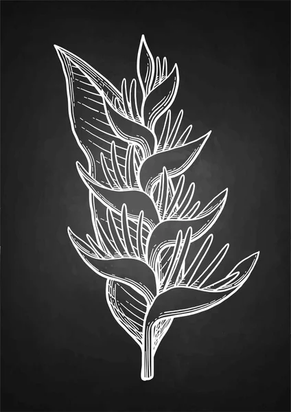グラフィック ヘリコニア花束 — ストックベクタ