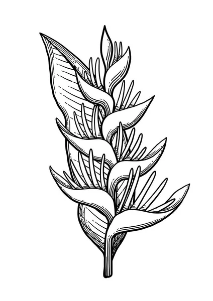 Γραφικό heliconia μπουκέτο — Διανυσματικό Αρχείο
