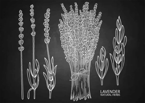 Grafische lavendel collectie — Stockvector