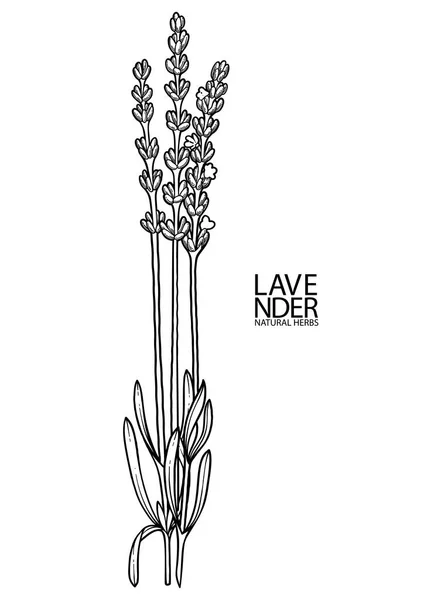 Graphic lavender bouquet — Stock Vector