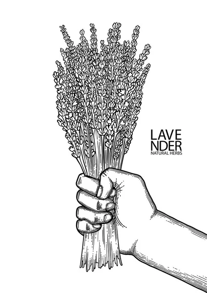 Graphic hand with lavender bouquet — Stock Vector