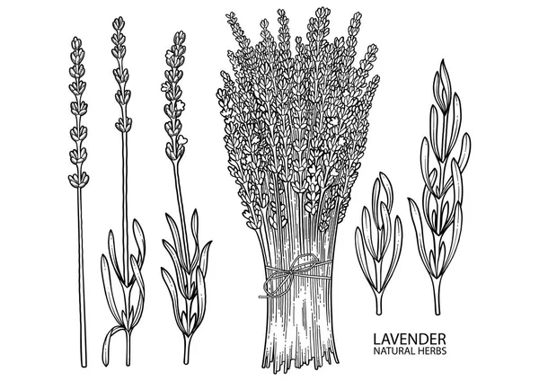 Koleksi lavender grafis - Stok Vektor