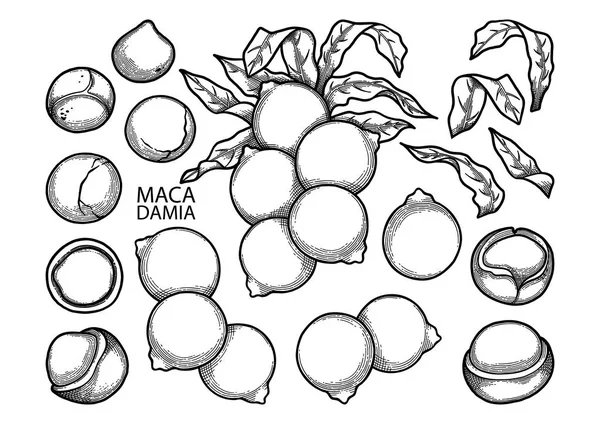 Grafik macadamia fındık