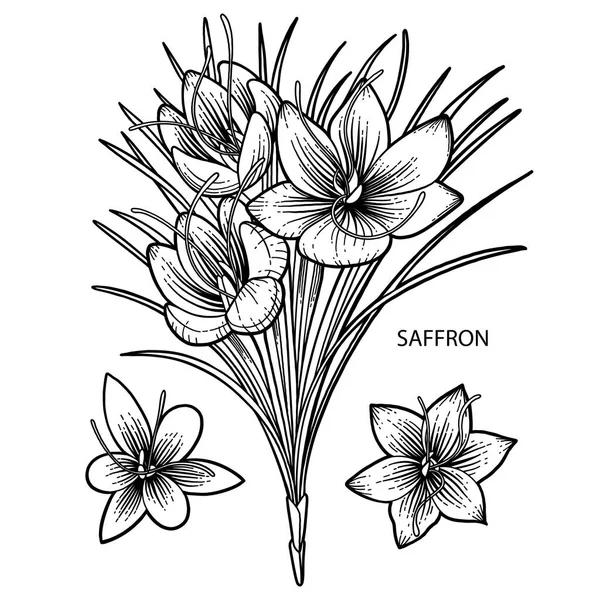 Fleurs graphiques safran — Image vectorielle