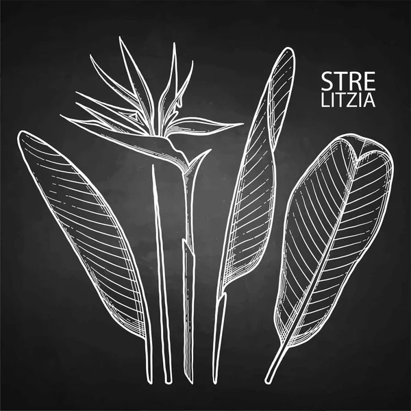 Colección strelitzia gráfica — Vector de stock