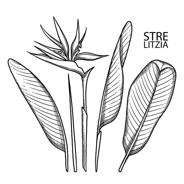 Kolekcja grafiki strelitzia — Wektor stockowy