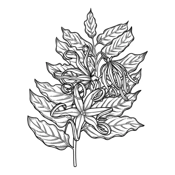 Σχεδιασμός γραφικών ylang ylang — Διανυσματικό Αρχείο