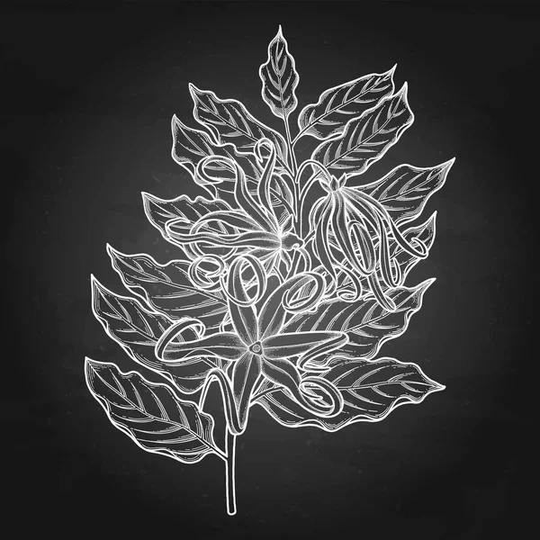 Σχεδιασμός γραφικών ylang ylang — Διανυσματικό Αρχείο