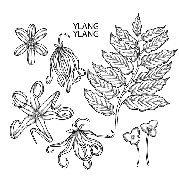 Graphic ylang ylang set — Stockový vektor