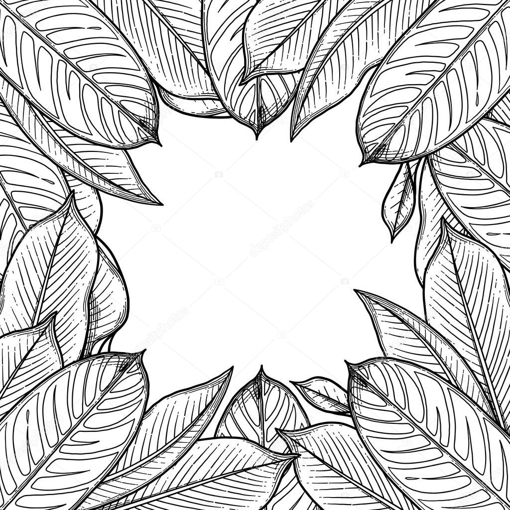 Graphic heliconia leaves