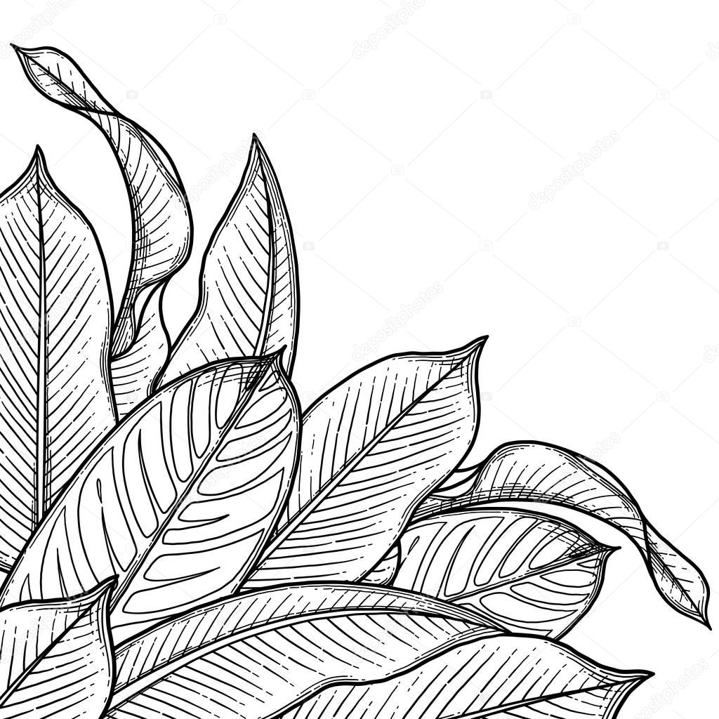 Graphic heliconia leaves