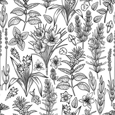 Grafik otlar ve baharatlar