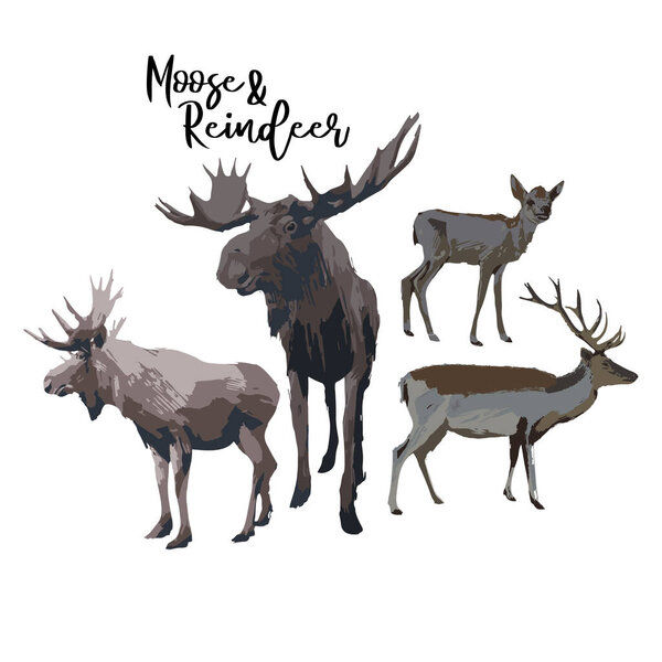Set of two moose and reindeers isolated on white background