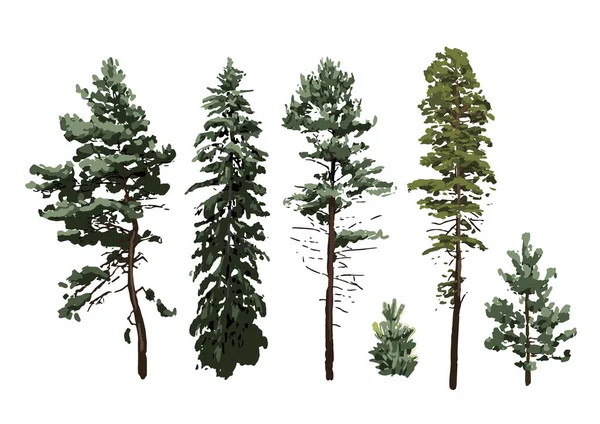 Collection of coniferous trees of different hights isolated on white background — Stock Vector