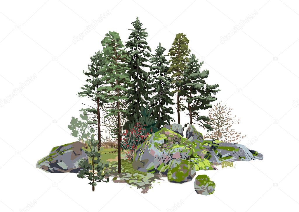 Coniferous trees among the rocks, covered with the green moss
