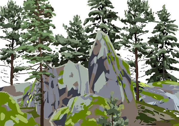 Gruppe von Nadelbäumen zwischen den Felsen, mit Moos bedeckt. — Stockvektor