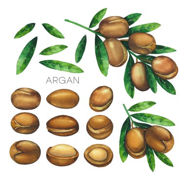 Beyaz arka planda izole edilmiş suluboya argan bitkileri koleksiyonu.