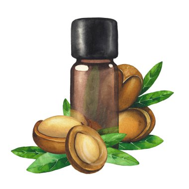 Argan bitkileriyle çevrili suluboya yağ şişesi