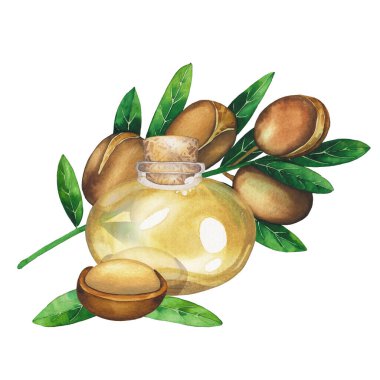 Argan bitkileriyle çevrili suluboya yağ şişesi.