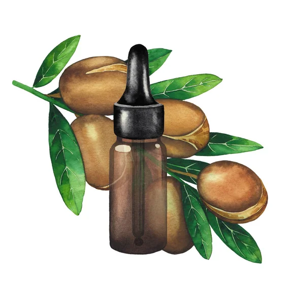 Lahvička akvarelového oleje zdobená arganovou větví. — Stock fotografie