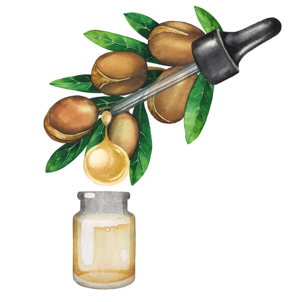 Aquarell-Öltropfen tropfen aus der Arganpflanze in die kleine Glasflasche — Stockfoto