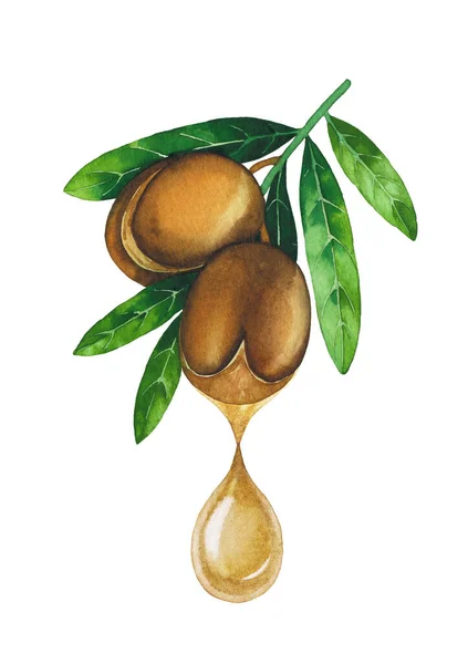 Watercolor oil droplet dripping from the argan plant. — Stock Photo, Image