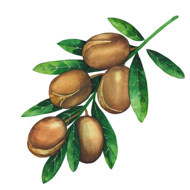 Suluboya argan dalı beyaz arkaplanda izole