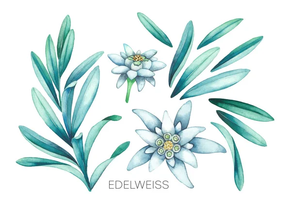 Sammlung von Edelweiß-Aquarellen mit Blüten und Blättern. — Stockfoto