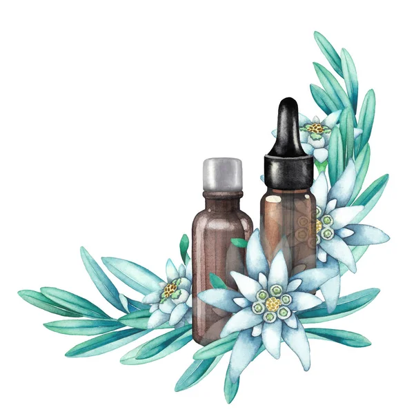 Bottiglie di olio essenziale acquerello decorate con foglie e fiori di stella alpina . — Foto Stock