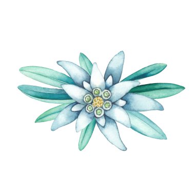 Edelweiss çiçek ve yapraklarından yapılmış suluboya vignette.