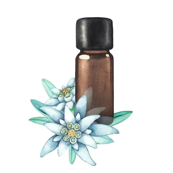 Aquarel etherische olie fles versierd met edelweiss bladeren en bloemen — Stockfoto