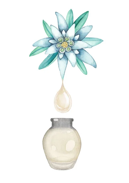 Cam şişenin içindeki Edelweiss bitkisinden damlayan suluboya yağ damlası. — Stok fotoğraf