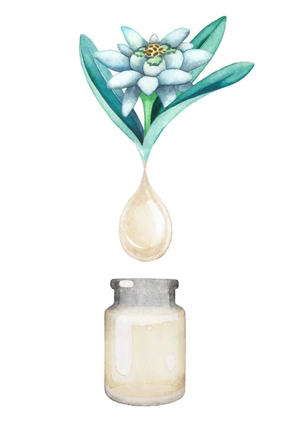 Gota de óleo aquarela pingando da planta edelweiss dentro da garrafa de vidro — Fotografia de Stock