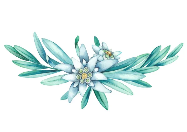 Edelweiss çiçek ve yapraklarından yapılmış suluboya vignette. — Stok fotoğraf