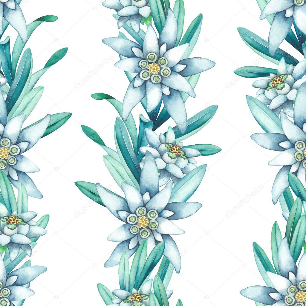Seamless pattern of watercolor edelweiss flowers and leaves.