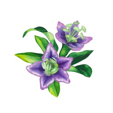 Goji çiçekleri ve yapraklarından yapılmış suluboya vignette.