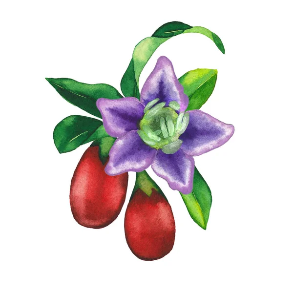 Akvarell matrica goji bogyókból, virágokból és levelekből. — Stock Fotó