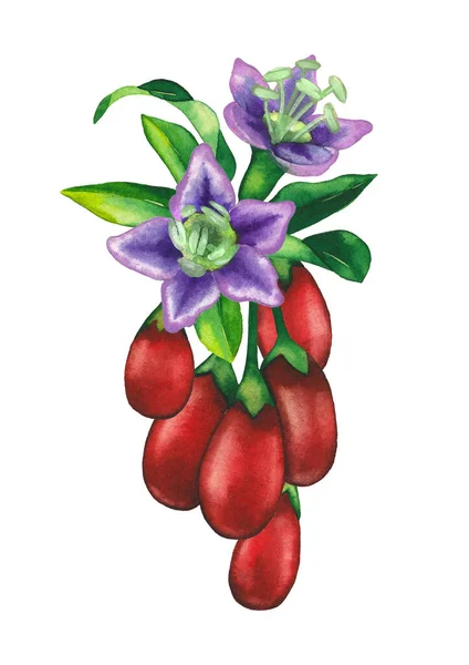 Akvarell csokor goji bogyó levelekkel és virágokkal. — Stock Fotó