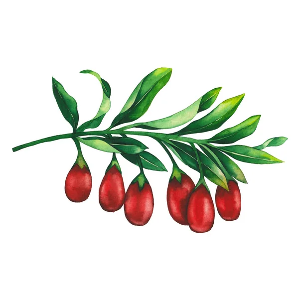 Акварельна гілка з ягодами годзі та листям. Ручний пофарбований квітковий дизайн — стокове фото