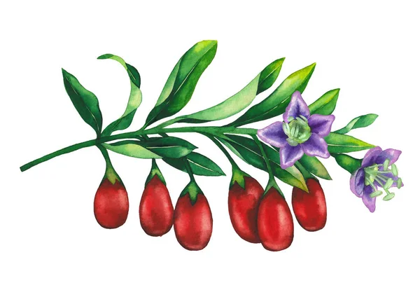 Акварельна гілка з ягодами годзі, квітами та листям . — стокове фото