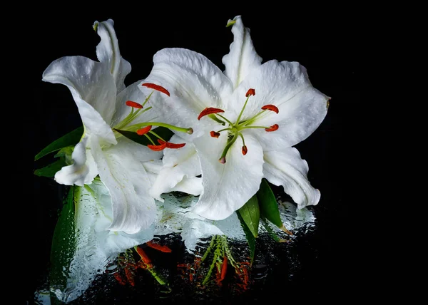  Siyah arka planda iki beyaz zambak.